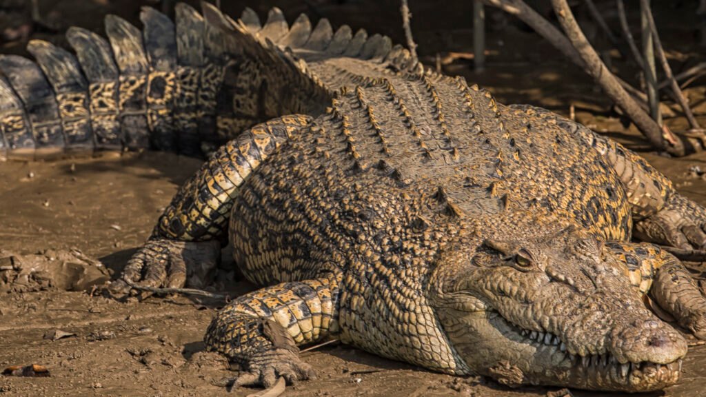 Things to do in Odisha